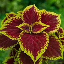Kong Scarlet Coleus Seeds – Giant Red &amp; Green Foliage Plant - $13.95