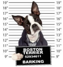 dogs t shirts boston terrier barking t-shirt mens t-shirts dogs mugshot t-shirts - £12.37 GBP