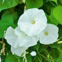 Morning Glory Pearly Gates - Ipomoea tricolor - 5+ seeds - Z 072 - £1.58 GBP