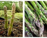 Asparagus Seeds - Mary Washington - 2 Gram Packet=85 Seeds - £14.87 GBP