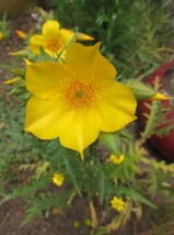 Fresh 501+ Lindley&#39;S Blazing Star Seeds Annual Native Desert Wildflower Drought  - £5.19 GBP