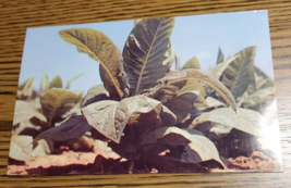 Tobacco plant- Plastichrome  by Colourpicture Publishers - Unposted - $6.58