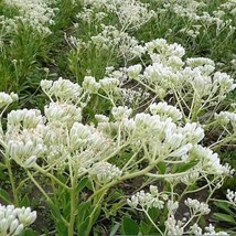 50 Seeds Great Indian Plantain Cacalia Muhlenbergii White Flower  - £6.78 GBP