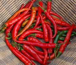 Simple Pack 16 seed Vegetable Hot chilli pepper ring of fire orga - £6.19 GBP