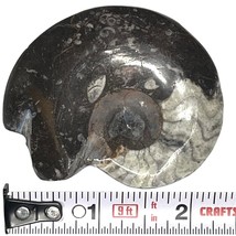 Fossil Ammonite 2.25 - 2.5&quot;, 60 gram - $4.99