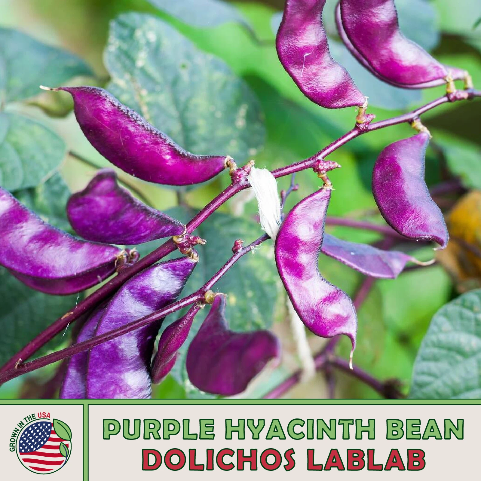25 Purple Hyacinth Bean Seeds, Dolichos lablab, Climbing Vine, Edible, M... - €13,17 EUR