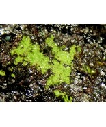 SENGIERITE - Cole Shaft, Bisbee, Cochise County, ARIZONA - €171,82 EUR