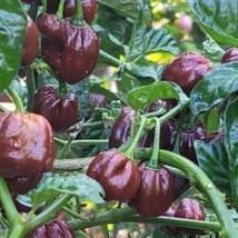 Chocolate Habanero Pepper Seeds Hot Organic New Fresh Seeds - £3.55 GBP