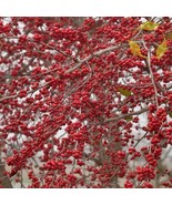 THJAR Possumhaw Ilex Decidua - 10+ Seeds - $4.19