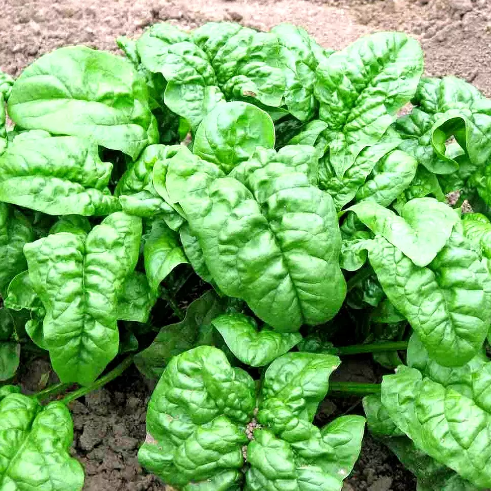 300+ Spinach Bloomsdale Seeds Spring Giant Garden Vegetable Salad Heirloom - $4.76