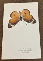 REAL Butterfly Limnas Chrysippus L. Latin Nawa Entomology Japan 1910 Pos... - $22.58