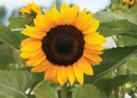25 Pc Seeds Orange Sunflower Plant, Perennial Flower Seeds for Planting | RK - £14.83 GBP