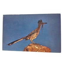Postcard The Desert Road Runner Bird Animal Chrome Posted - $6.92