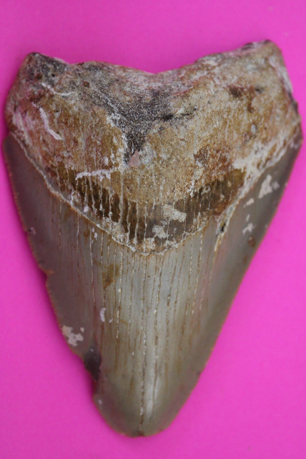Authentic Megadolon Shark Tooth 3.4 Inches 79 Grams Fossil Dino Girl COA... - $101.99