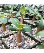 Adenium Obesum Shada Cactus Cacti Succulent Live Plant in 1 Gal - $1,387.76 MXN
