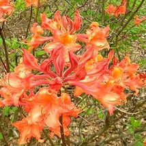 Mauvila Gold Aromi Deciduous Azalea Rhododendron Well Rooted Small Start... - £36.19 GBP