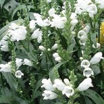 NEW 40+ White Obedient Plant Flower Seeds / False Dragonhead / Perennial - £9.41 GBP