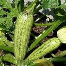 Caserta Zucchini Seeds Summer Squash Organic US Fast Shipping - $37.22 MXN