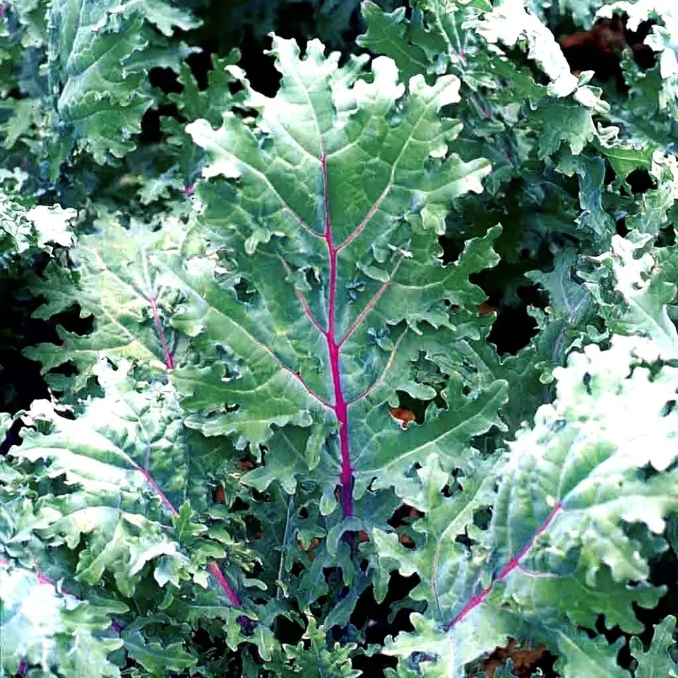 500+ Kale Red Russian Seeds . Organic . Non-GMO. For Microgreens Or Planting . - £7.19 GBP