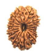 15 Mukhi Rudraksha / Fifteen Face Rudraksha - Collector - Nepal - Lab Ce... - $10,721.95 MXN