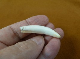 (G372-26) one 2-1/8&quot; GATOR Alligator Aligator Tooth TEETH jewelry I love... - $34.99