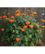 5 Pc Seeds Orange Sunflower Tree Plant, Tithonia speciosa Torch Flower S... - £15.06 GBP