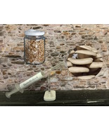 10ml / 60ml Sporeless Oyster Mushrooms Specialist Range Liquid Mycelium Culture - $8.71 - $41.14