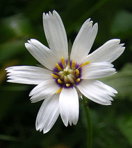 SGHOST 25 White Cupid&#39;S Dart Love Plant Catananche Caerulea Flower Seeds * USA S - $10.61