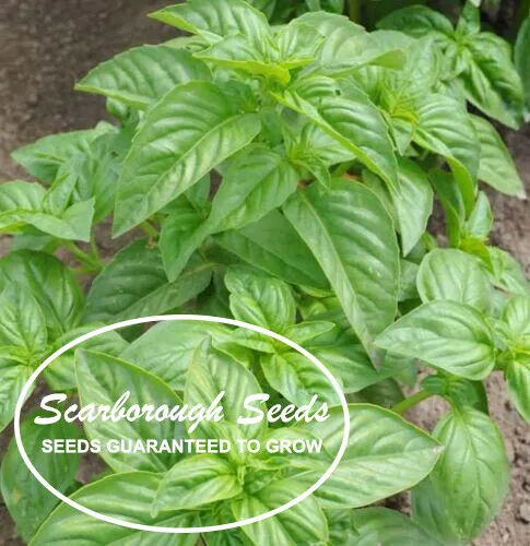 Scarborough Seeds 500 Genovese Basil Seeds Heirloom Talian Non-Gmo Fragrant Us - £7.04 GBP