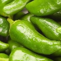 Padron Pepper Seeds 10 Seeds Non Gmo Seed Garden Fresh New - £8.12 GBP