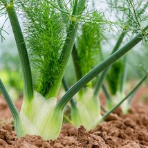 Florence Fennel Seeds 250 Vegetable Salad Garden Fresh Garden Seeds - $4.20