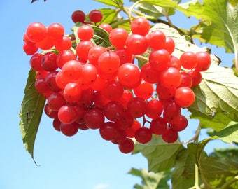 20 American Highbush Cranberry Viburnum Trilobum Red Fruit White Flower Shrub Se