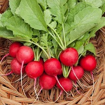 US Seller 100 Cherry Belle Radish Seeds Non Gmo Fresh - £6.39 GBP