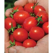 Best SELLER USA 10 Seeds Mountain Honey Cocktail Tomato Seeds - £4.29 GBP