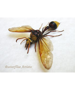 Great Potter Wasp Delta Unguiculatum Framed Entomology Collectible Shado... - $170.94 CAD