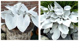 2 Angel Wings Starter House Plants Garden - £61.59 GBP