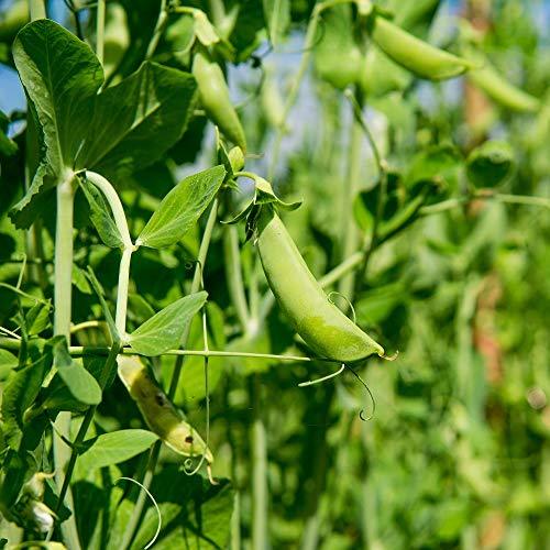 Primary image for 20+ Dundale Pea Seeds, Heirloom, Non GMO, 20+ Seeds, Delicious Peas