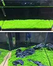 500 Seeds Aquarium Glossostigma Hemianthus Callitrichoides Bonsai Water ... - $137.96 MXN