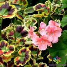 HS  25+ Crazy Colors! - Mrs. HSnry Cox  Geranium Seeds For Garden  - $6.92