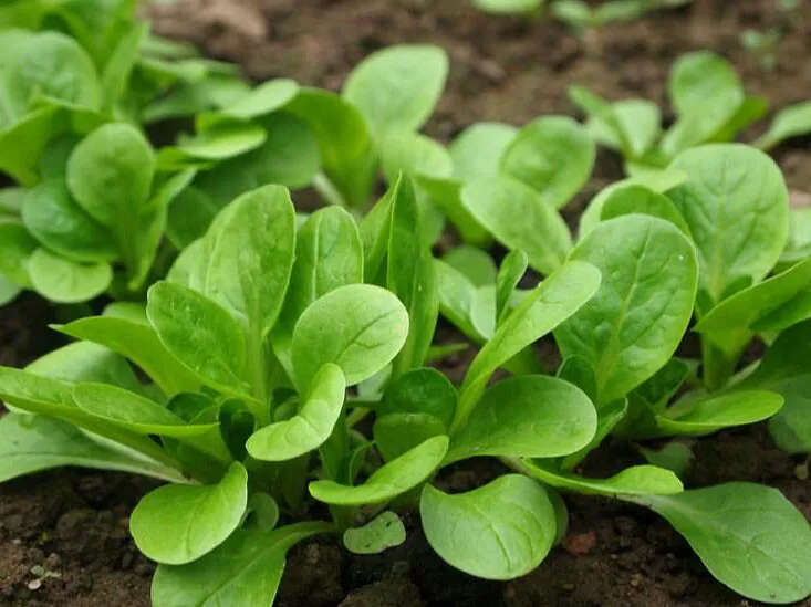 500+Dutch Corn Salad Seeds Lamb’s Lettuce Mache - $5.49