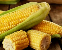 AW Corn Seeds Sweet 50 Golden Bantam Garden Ing Heirloom Non-Gmo US Seller - €5,59 EUR