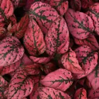 15 Seeds Hypoestes-Phyllostachya Splash- Red - $8.98