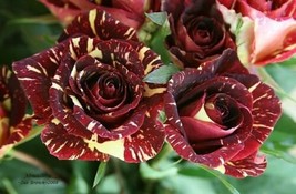 20 Gannan Yellow Red Rose Shrub Flower Seeds - $86.73 MXN