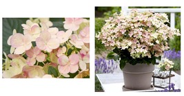 APPROX 7-9 INCH - HYDRANGEA &#39;EARLY EVOLUTION&#39; STARTER PLANT- DORMANT/CUT... - £30.27 GBP