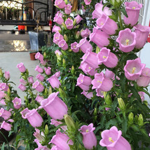 Fresh Seeds Soft Pink Canterbury Bells Seeds Elegant Deer Resistants For Pollina - £11.06 GBP