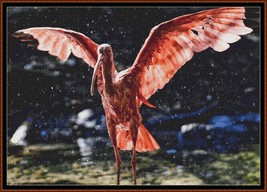 Scarlet Ibis ~~ counted cross stitch pattern PDF - $15.99