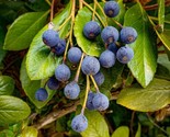Blueberry Hawthorn Crataegus Brachyacantha 10 Seeds - $8.99