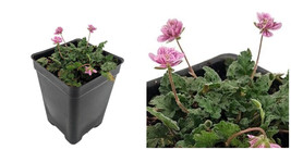Double Pink Fairy Erodium - Cranesbill/Alpine Geranium -2.5" Pot -  Garden - C2 - $45.07