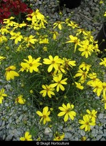 10 Wholesale Perennial Coreopsis &#39;Mayo Clinic Flower of Hope™ Plants Flo... - £54.27 GBP