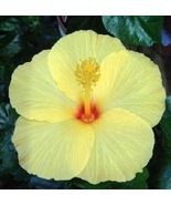 Hot 20 of Yellow Hibiscus Seeds Flowers Flower Perennial USA - £5.34 GBP